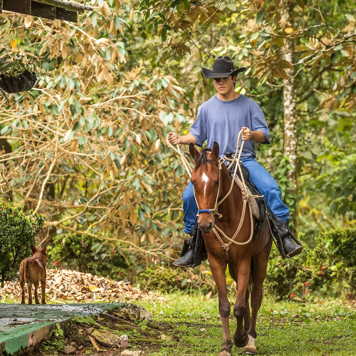 Trapiche tradicional tirado por bueyes en Casona Los Rodríguez