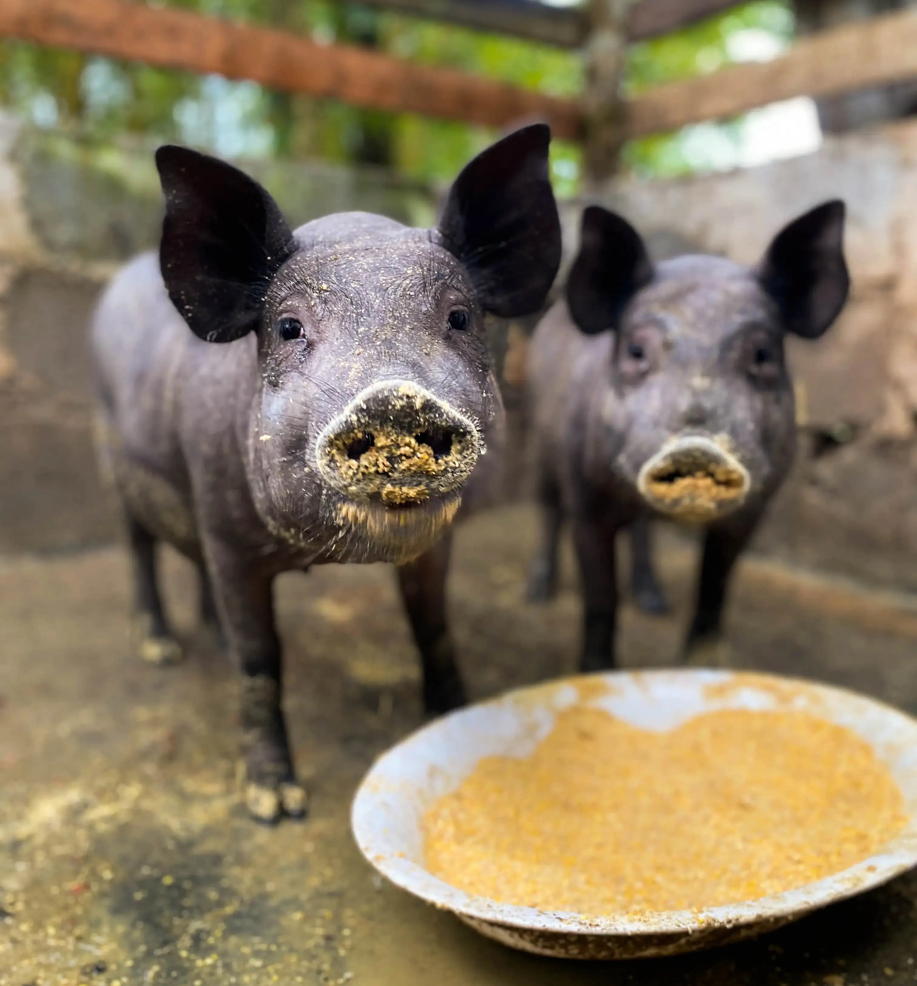 Pase del Día en La Casona y Finca con una Comida Tradicional a la Leña
