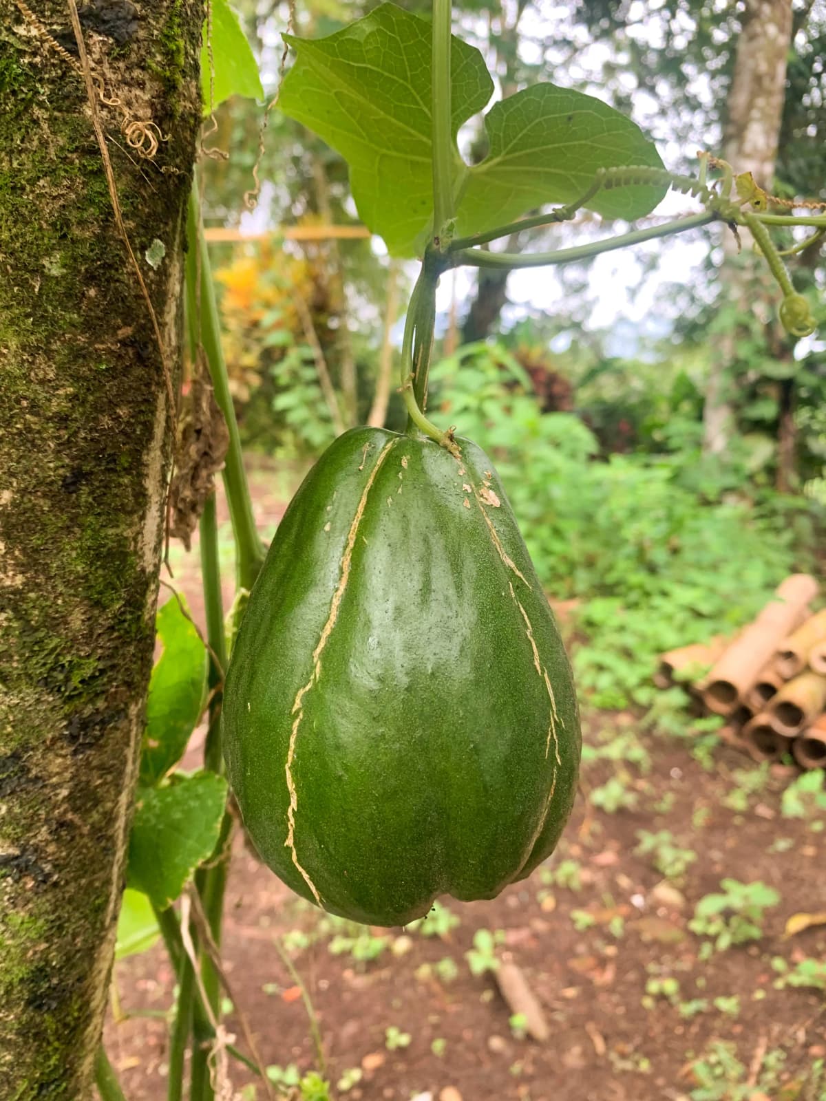 Chayote verde fresco creciendo en la enredadera de la huerta orgánica