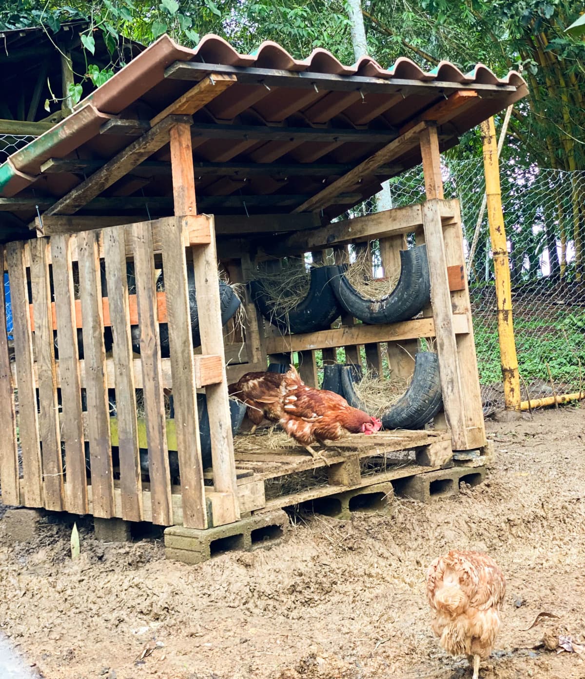 Gallinas de campo en el corral de la finca tradicional