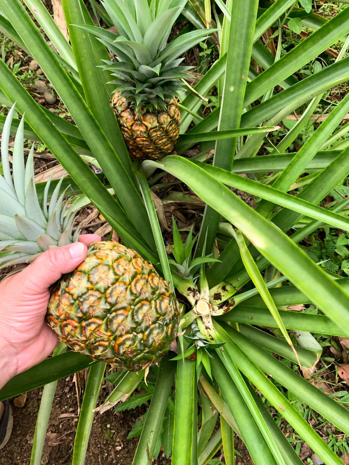 Cosecha de piña fresca dorada directamente de la planta en la finca orgánica