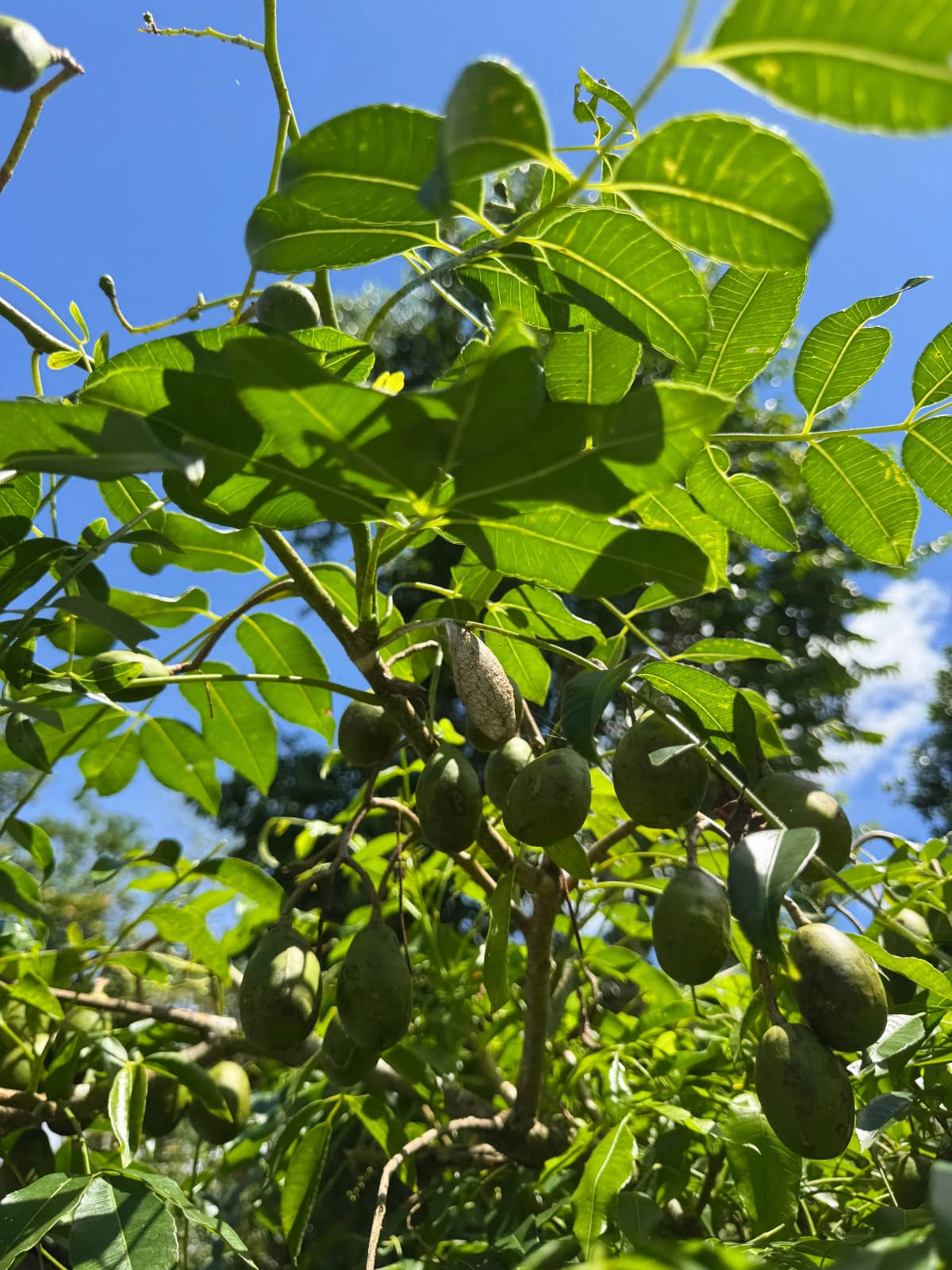 Frutos tropicales verdes creciendo en los árboles del huerto orgánico