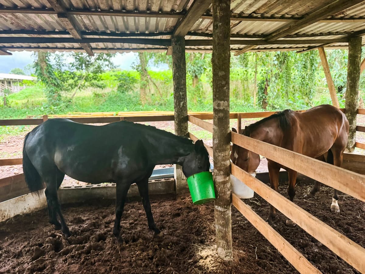 Caballos negro y castaño alimentándose en el establo de la finca