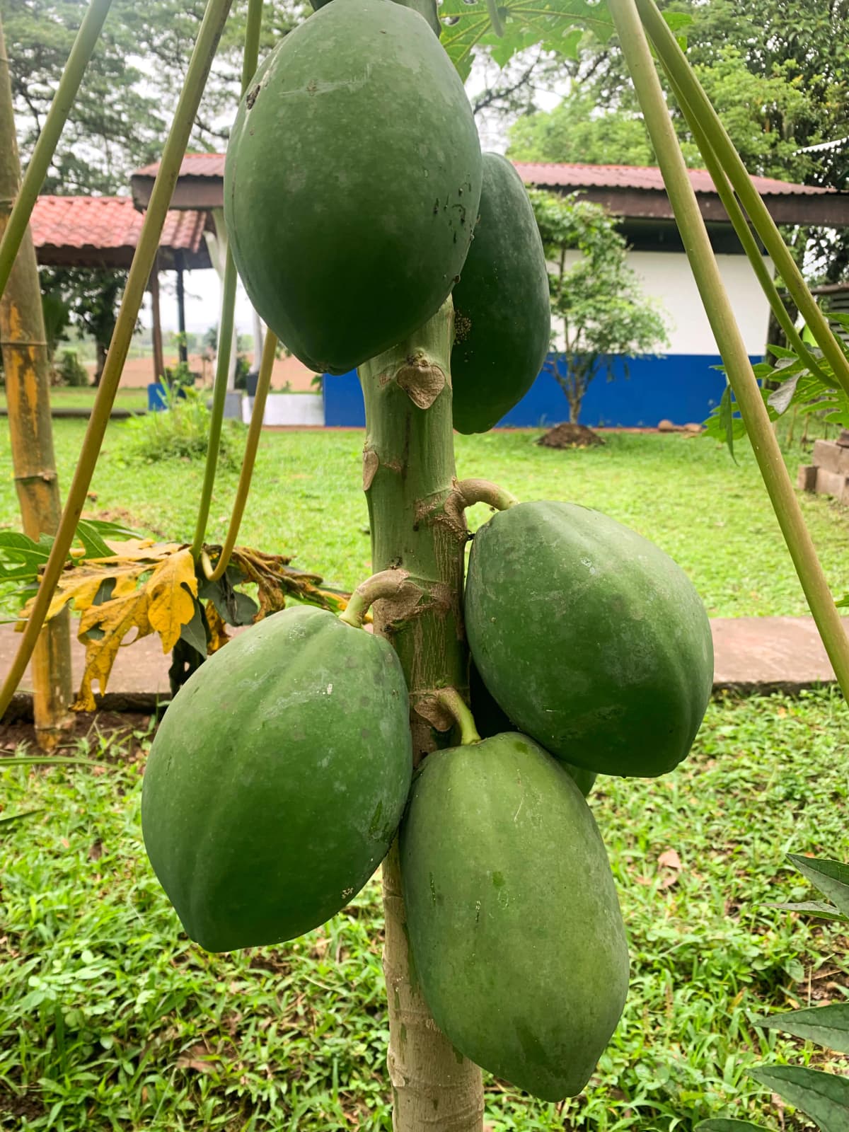 Papayas verdes grandes creciendo en el árbol de papayo de la finca