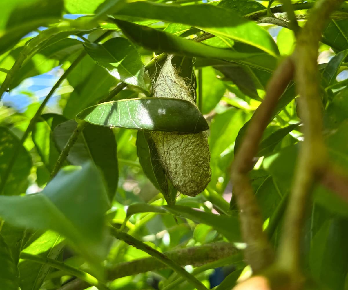 Capullo de mariposa natural colgando entre las hojas verdes del jardín