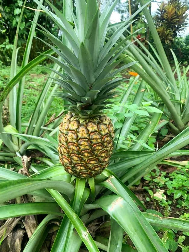 Planta de piña tropical creciendo en la finca orgánica de La Casona