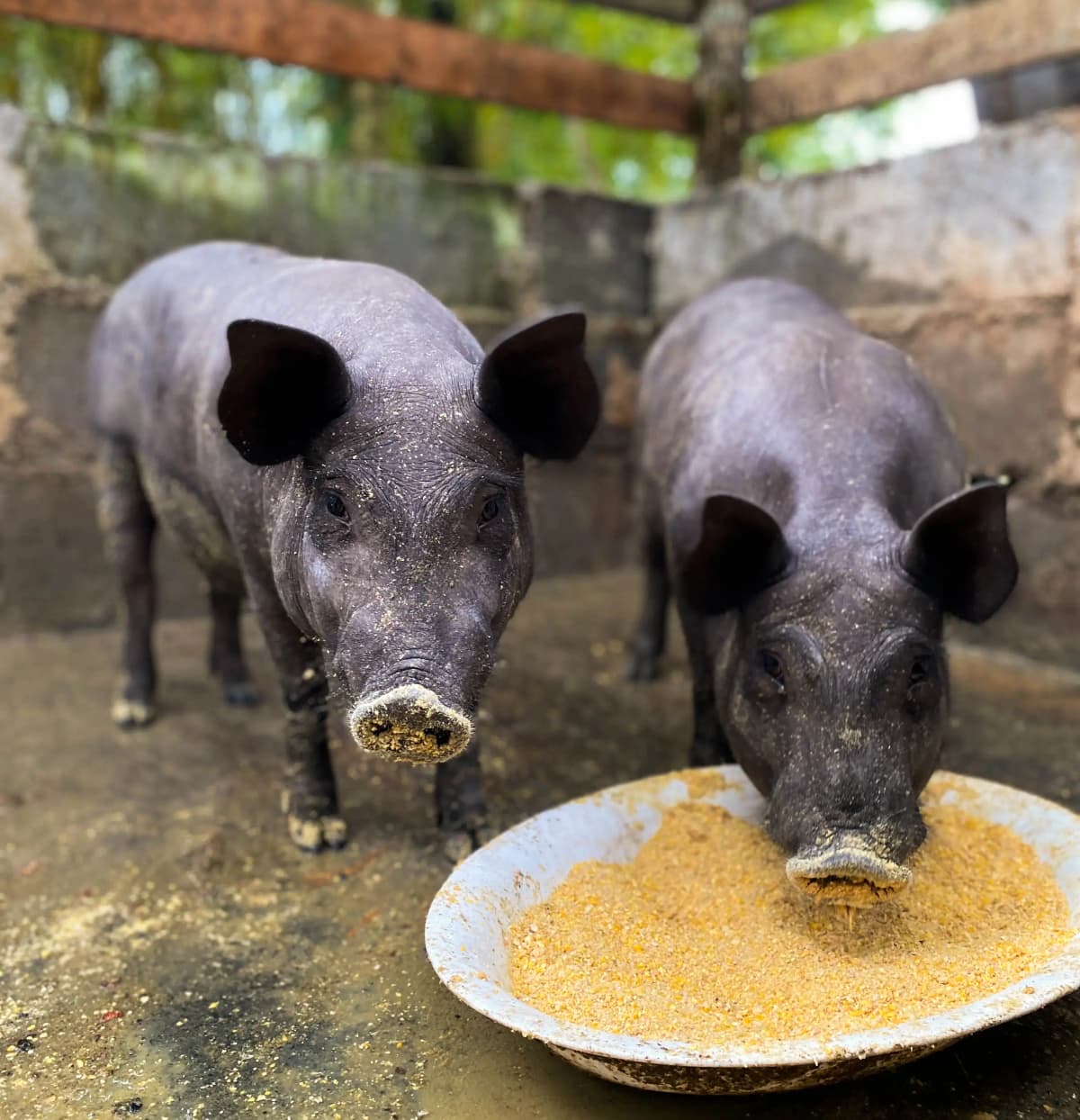 Dos cerditos negros alimentándose en su corral de la granja rural